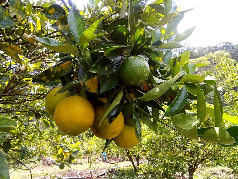 Cam cara ruột đỏ Cam cara ruột đỏ có hàm lượng Vitamin C cao cùng dưỡng chất Lycopene có khả năng ngăn ngừa ung thư. Ảnh minh họa