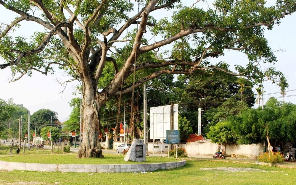 Cây đa ở sân vận động làng Kim Liên ghi đậm dấu ấn 2 lần Bác về thăm quê Cây đa ở sân vận động làng Kim Liên ghi đậm dấu ấn 2 lần Bác về thăm quê