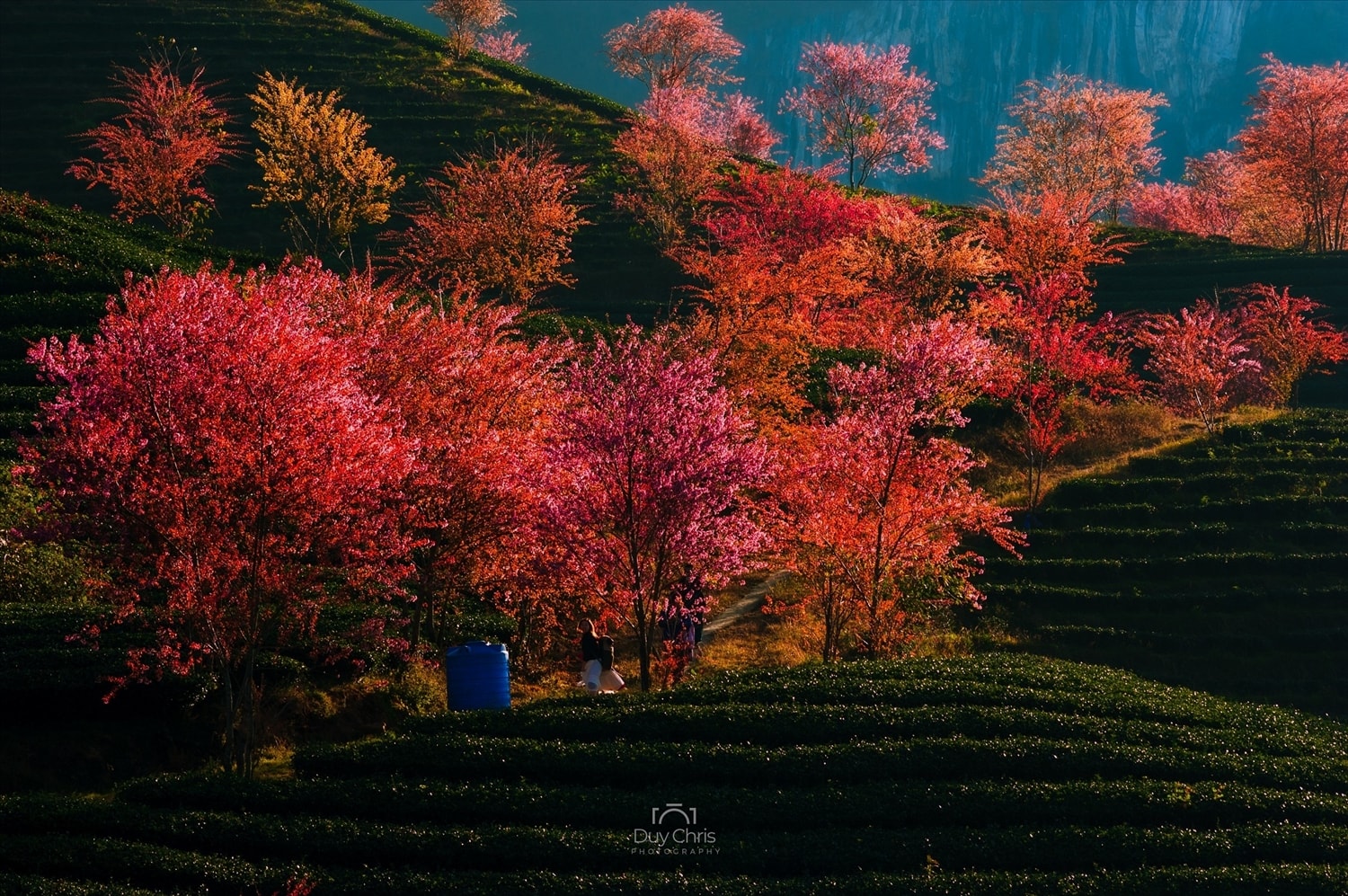 Một vài năm gần đây, đồi chè Ô Long vào mùa mai anh đào nở rộ thu hút rất đông du khách tới tham quan, chụp ảnh. Năm nay, đồi chè đang dừng đón khách để phòng chống Covid-19