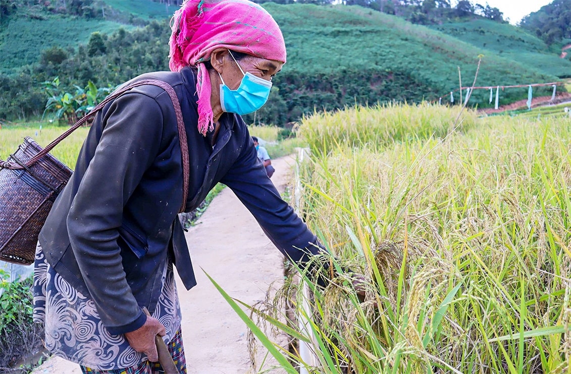 Người dân làng Đăk Ga thu hoạch lúa vụ mùa 2021 Người dân làng Đăk Ga thu hoạch lúa vụ mùa 2021