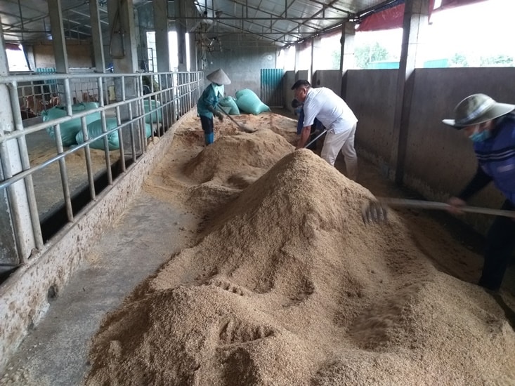 Đệm lót sinh học trong chăn nuôi bò được làm đơn giản từ các nguyên liệu sẵn có kết hợp với chế phẩm vi sinh, chi phí thấp, khu vực chuồng không phát sinh mùi hôi thối của phân và tiết kiệm được công sức lao động