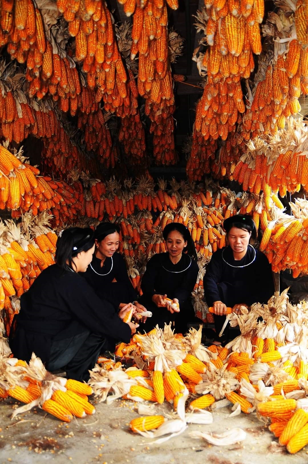 Sau vụ mùa bội thu.(Ảnh Dương Tuấn)