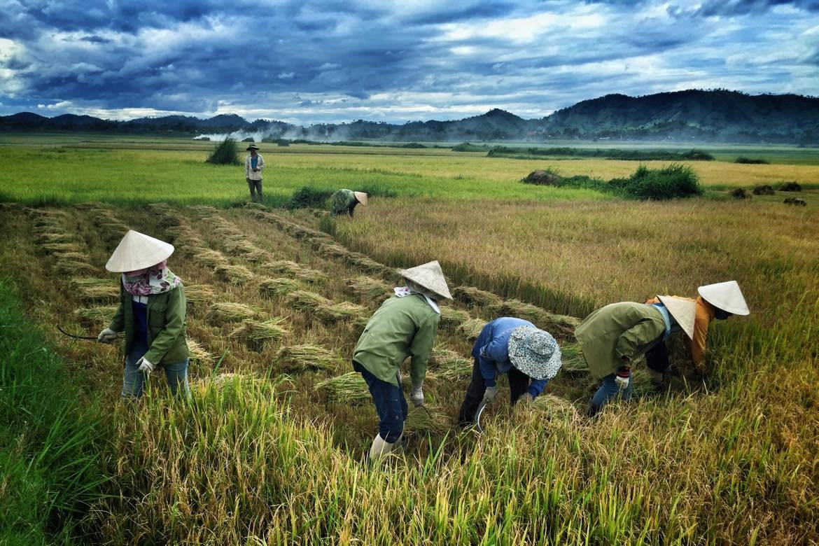 Thu hoạch lúa ở Đắk Nông ( NAG: Nguyễn Việt Thanh)