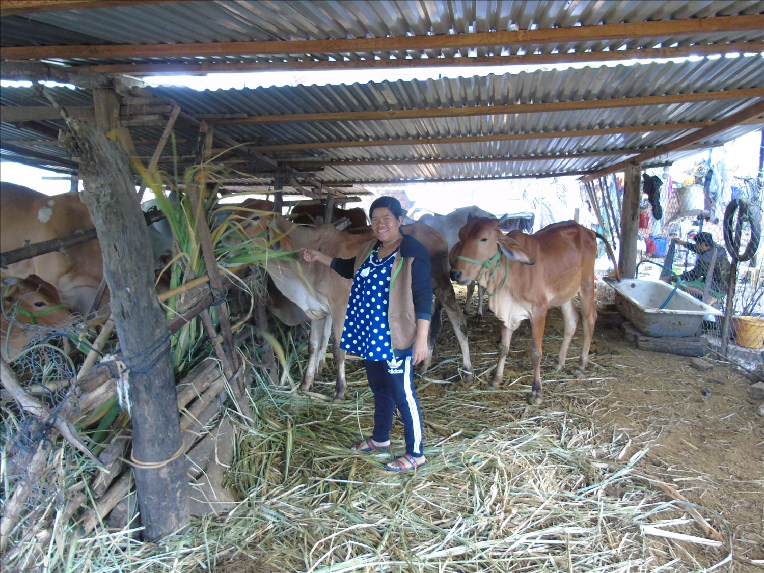Nhờ nguồn vốn tín dụng chính sách, nhiều người dân ở miền núi Quảng Ngãi có điều kiện đầu tư phát triển sản xuất,vươn lên thoát nghèo 