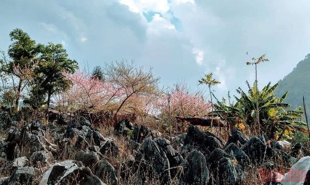 Đông về làm đá xám lạnh hơn nhưng những cây đào cổ thụ lại dồn nhựa về bông bung nở khoe sắc thắm như để xua tan buốt giá nơi sương mù Đông về làm đá xám lạnh hơn nhưng những cây đào cổ thụ lại dồn nhựa về bông bung nở khoe sắc thắm như để xua tan buốt giá nơi sương mù