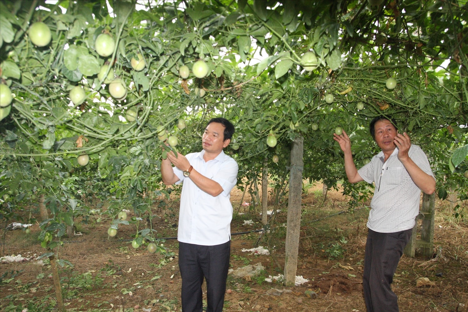 Cần nâng cao chất lượng nông sản và gắn với thương mại điện tử đáp ứng nhu cầu thị trường xuất khẩu vào các thị trường khó tính