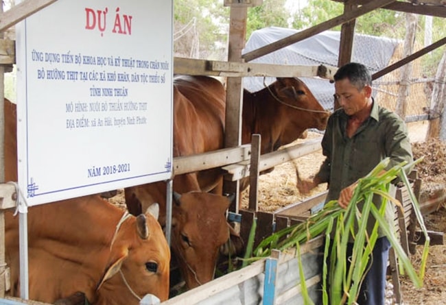 Anh Nguyễn Trí Nhân, xã An Hải (Ninh Phước) chăn nuôi bò hướng thịt