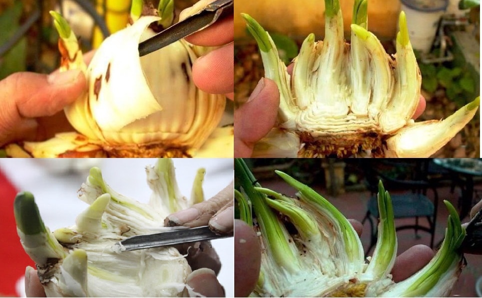 Hướng dẫn cách trồng hoa thủy tiên chơi tết 1