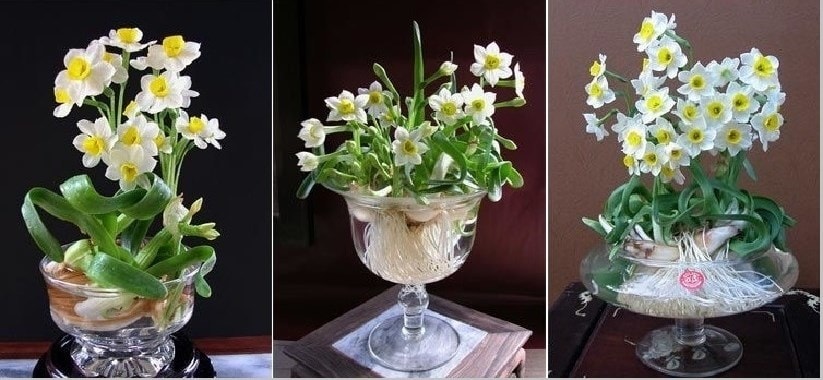 Hoa thủy tiên nở vào khoảng từ tháng 12 đến tháng 4 hàng năm Hoa thủy tiên nở vào khoảng từ tháng 12 đến tháng 4 hàng năm