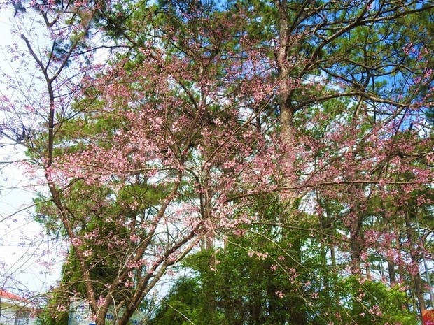 Lên Măng Đen ngắm hoa mai anh đào 4