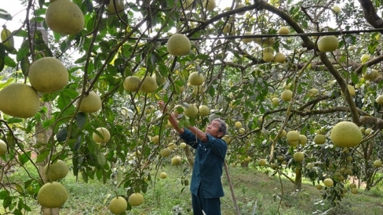 Bưởi Đoan Hùng tại vườn 