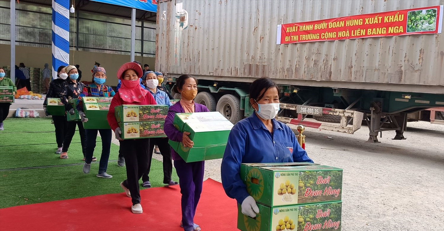Nông dân trồng bưởi phấn khởi bốc xếp sản phẩm bưởi quả lên xe trước giờ xuất phát. Ảnh: Báo Phú Thọ