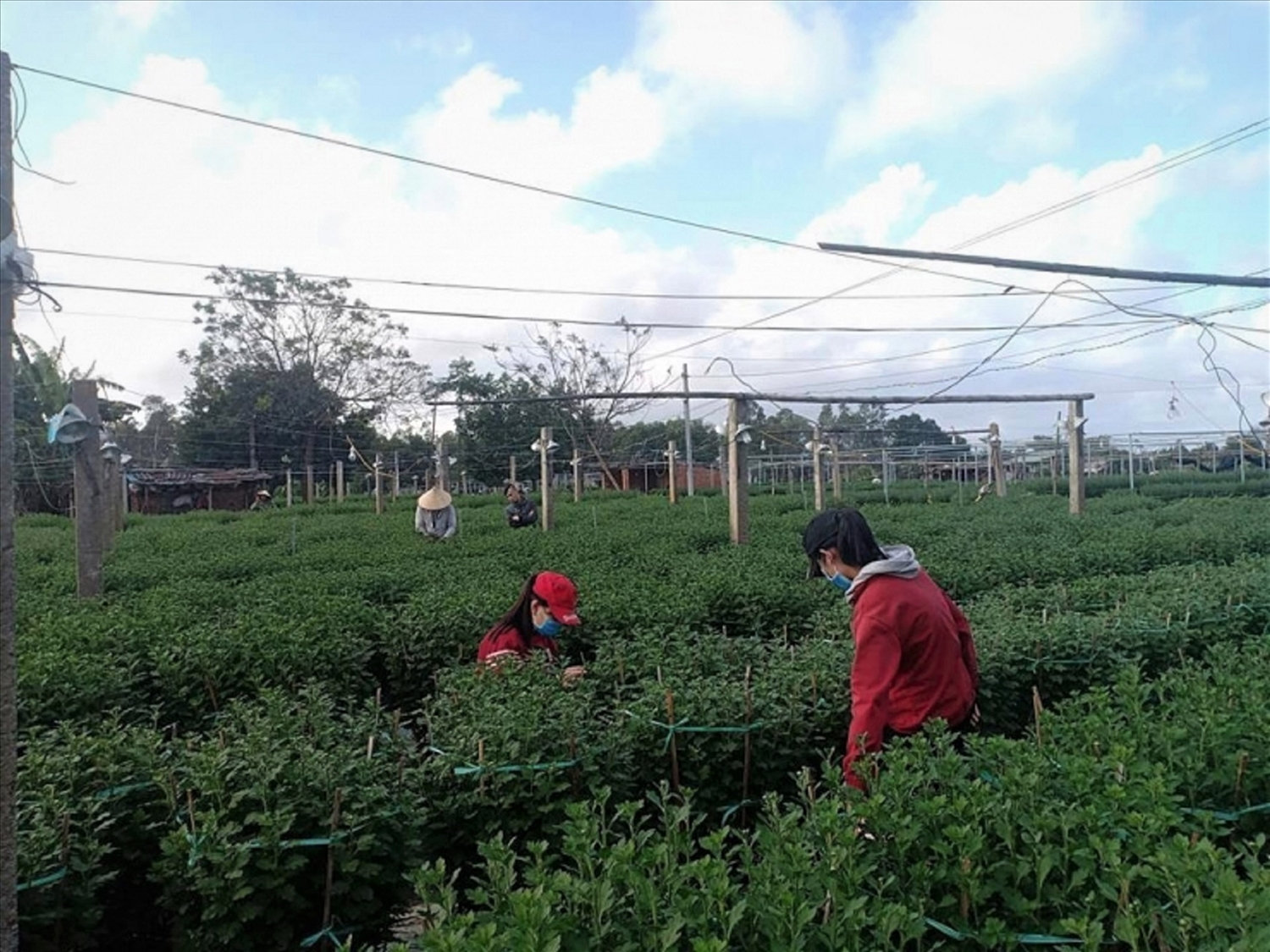 Vụ hoa Tết đã rất cận kề nhưng người trồng hoa Tết ở miền Trung đang rất lo lắng vì ảnh hưởng của thiên tai, dịch bệnh