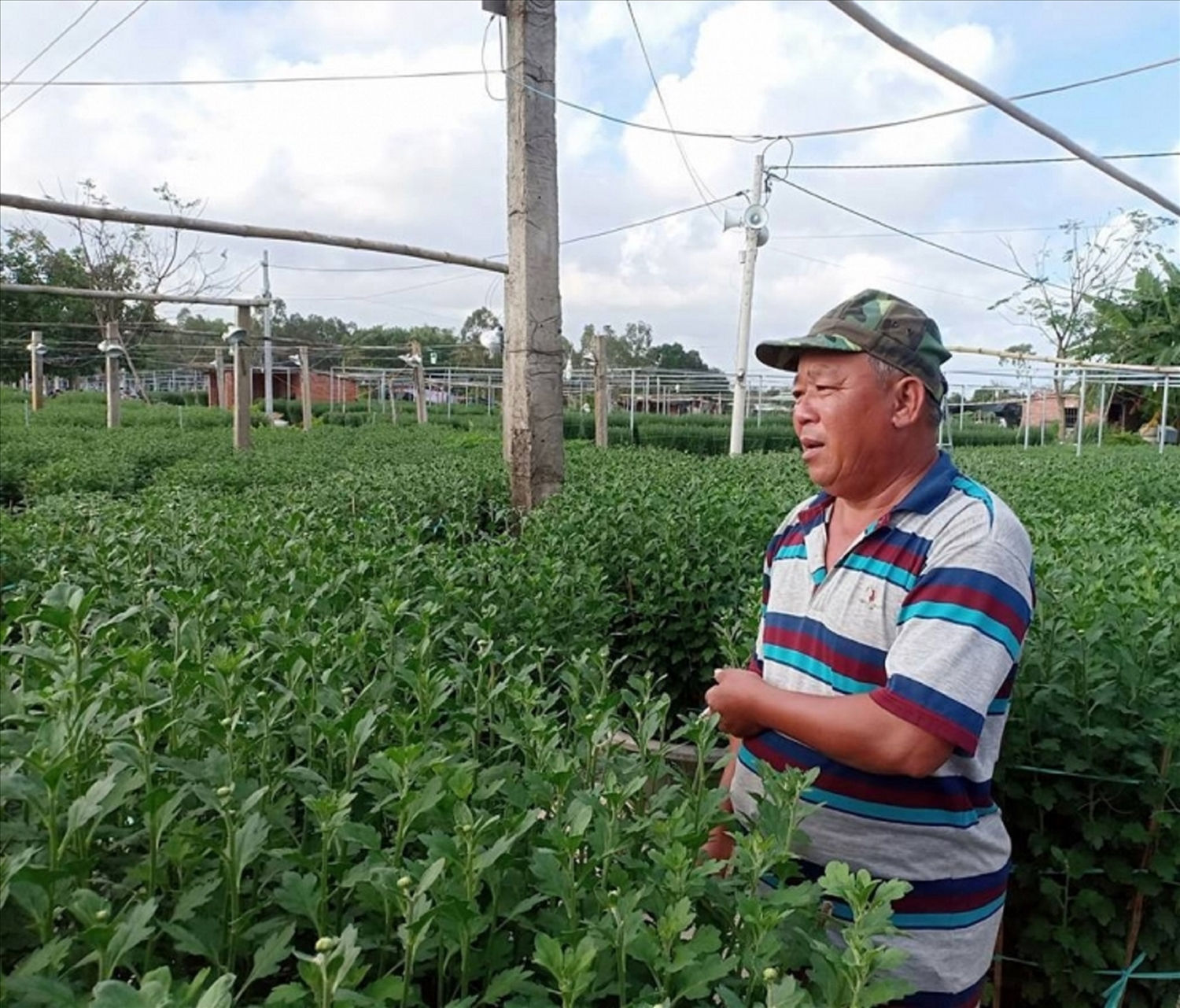 Ông Lý Phước Dạng (Tổ trưởng Tổ hợp tác hoa Dương Sơn Hòa Châu) lo lắng với điều kiện thời tiết hiện tại.