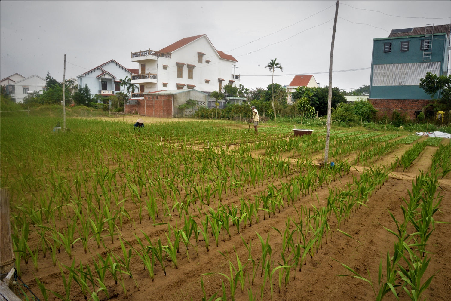 Người trồng hoa tết ở Tư Nghĩa (Quảng Ngãi) cũng đang đối mặt với thua lỗ.