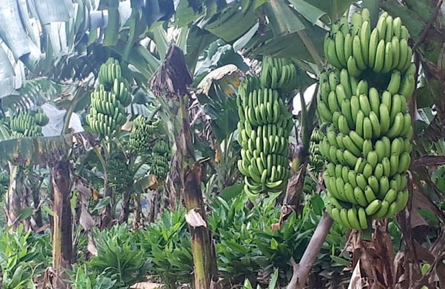 Chuối già lùn A Lưới đã tạo ra sản phẩm hàng hóa và khẳng định được thương hiệu là bước đi đúng của huyện trong thực hiện chương trình OCOP của tỉnh