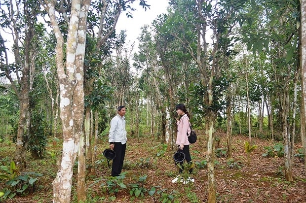 Chè Cùa không biết từ bao giờ đã trở thành món quà hạng sang cho những ai đến với vùng đất này