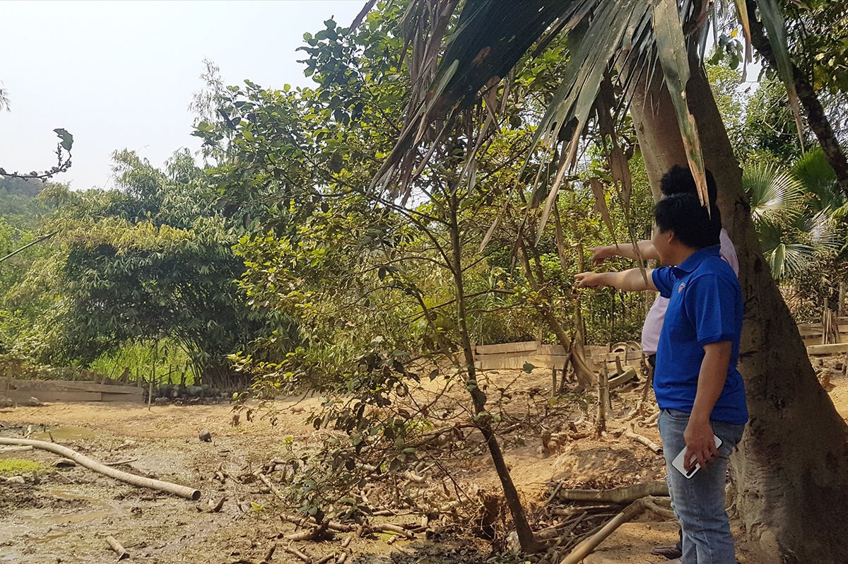 Mô hình nuôi heo đen địa phương đang được nhiều người dân huyện Nam Giang nhân rộng và chứng tỏ hiệu quả