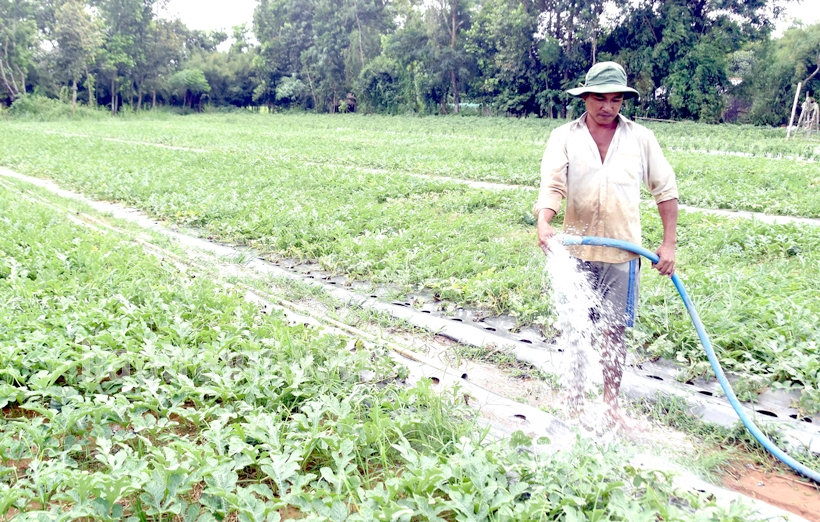 Ruộng dưa của đồng bào ấp Sóc Xoài sẽ thu hoạch đúng vào dịp tết Nguyên đán