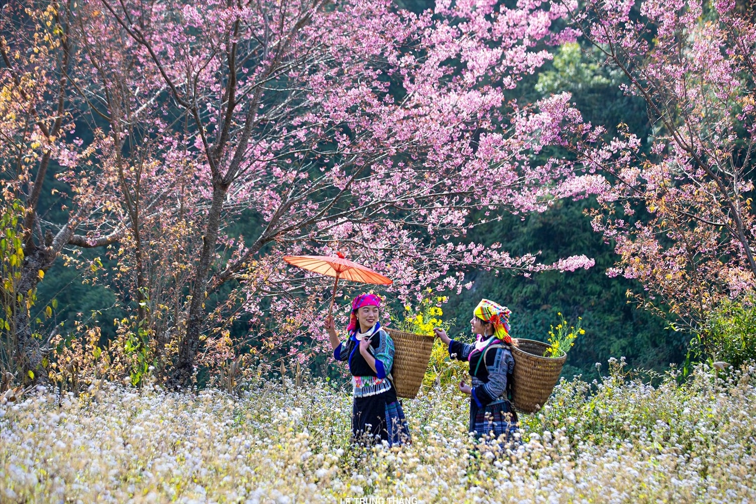 Xuân trên bản làng Mông thôi thúc lòng người rạo rực. Những bông hoa níu chân du khách say mê khám phá vẻ đẹp mộc mạc của núi rừng miền sơn cước trong buổi sớm mùa Xuân tuyệt đẹp