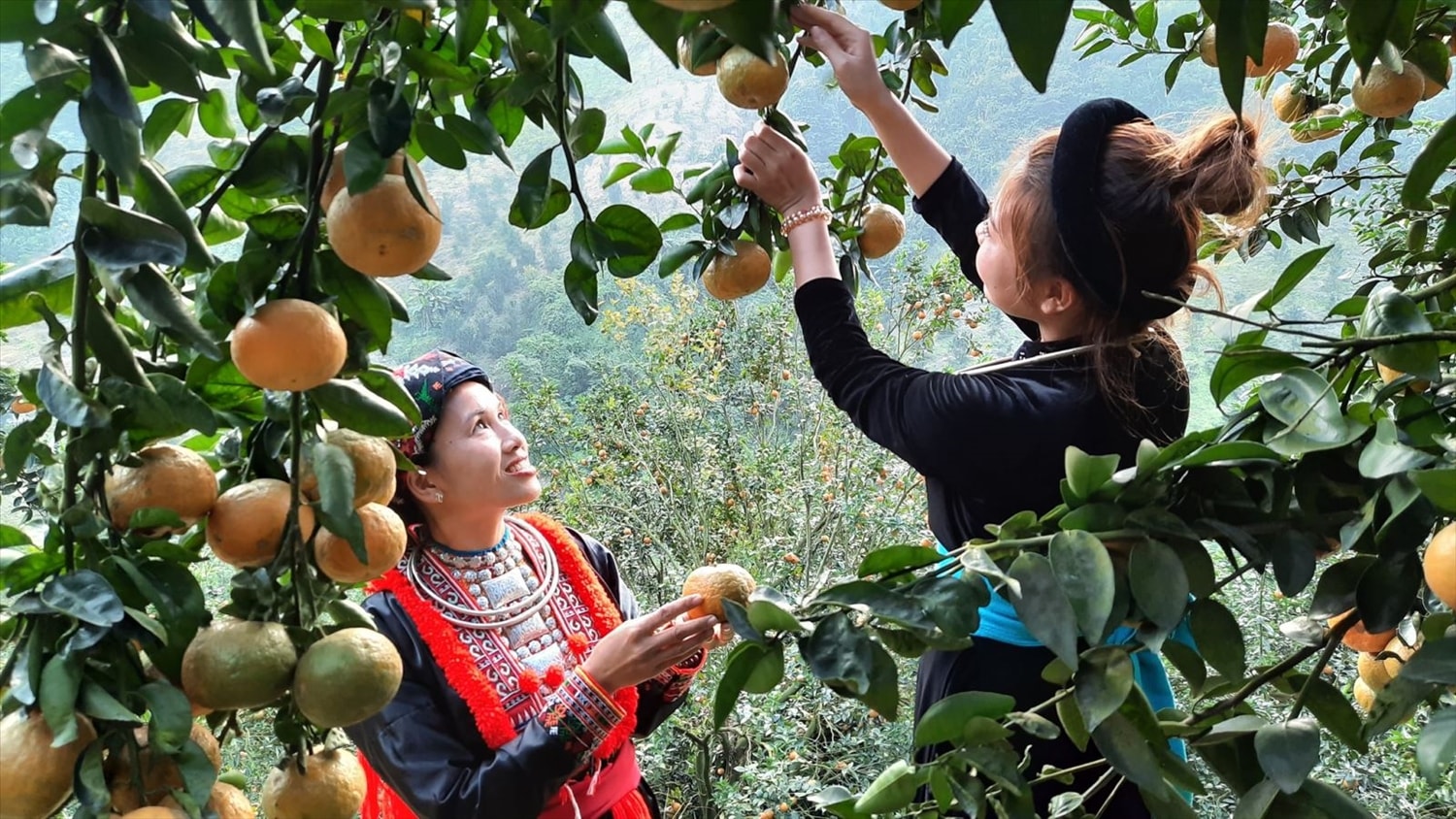 Đặc sản cam sành Hàm Yên (Tuyên Quang) cũng góp mặt trong Phiên chợ Tết Xanh-Quà Việt Xuân Nhâm Dần 2022 Đặc sản cam sành Hàm Yên (Tuyên Quang) cũng góp mặt trong Phiên chợ Tết Xanh-Quà Việt Xuân Nhâm Dần 2022