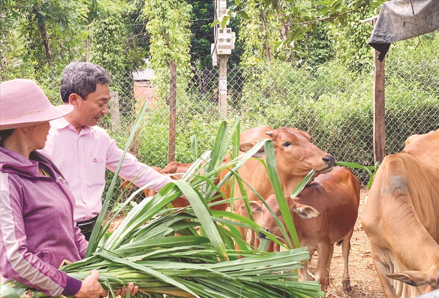 Chính sách ưu đãi tín dụng đã thúc đẩy bà con mạnh dạn vay vốn,  yên tâm đầu tư sản xuất, chăn nuôi