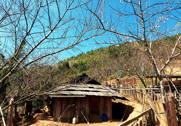 Sắc đào tô điểm cho bức tranh xuân miền biên viễn