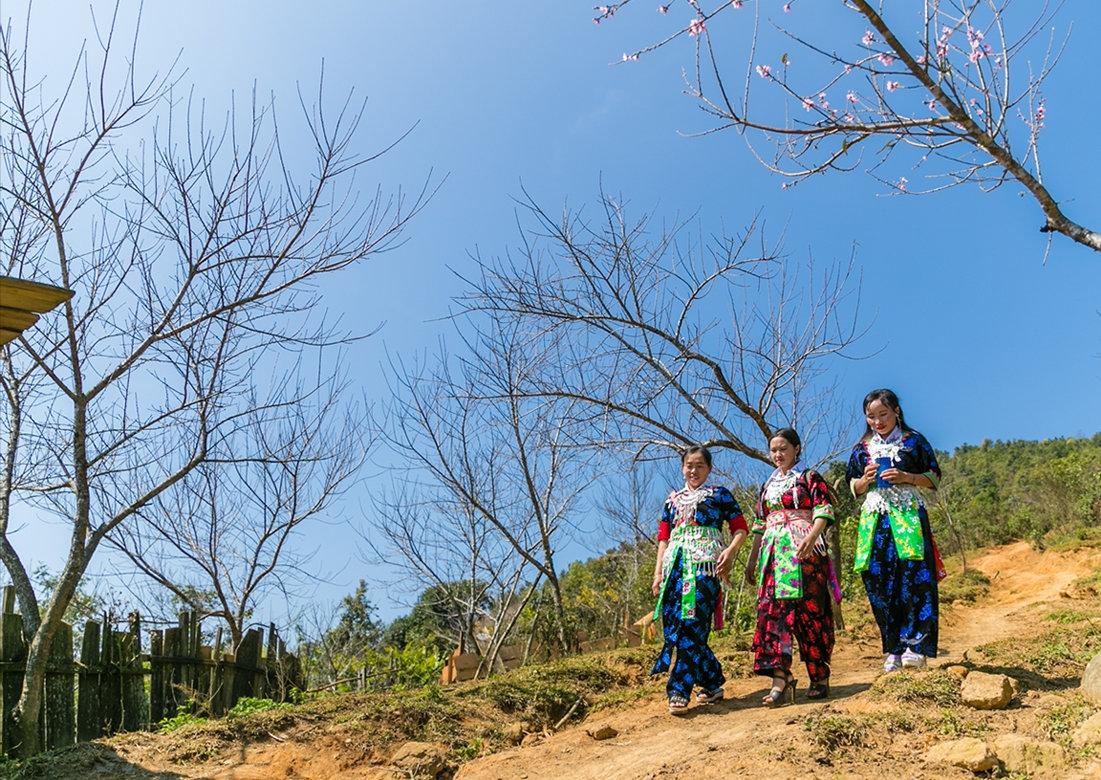 Thiếu nữ Mông dạo bước giữa vườn đào ngày Xuân.