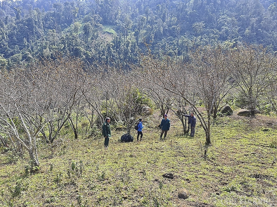 Vườn đào của anh Xồng Bá Lầu bản Puộc Mú 1 xã Na Ngoi, huyện Kỳ Sơn, mỗi năm thu nhập cả 100 triệu đồng.