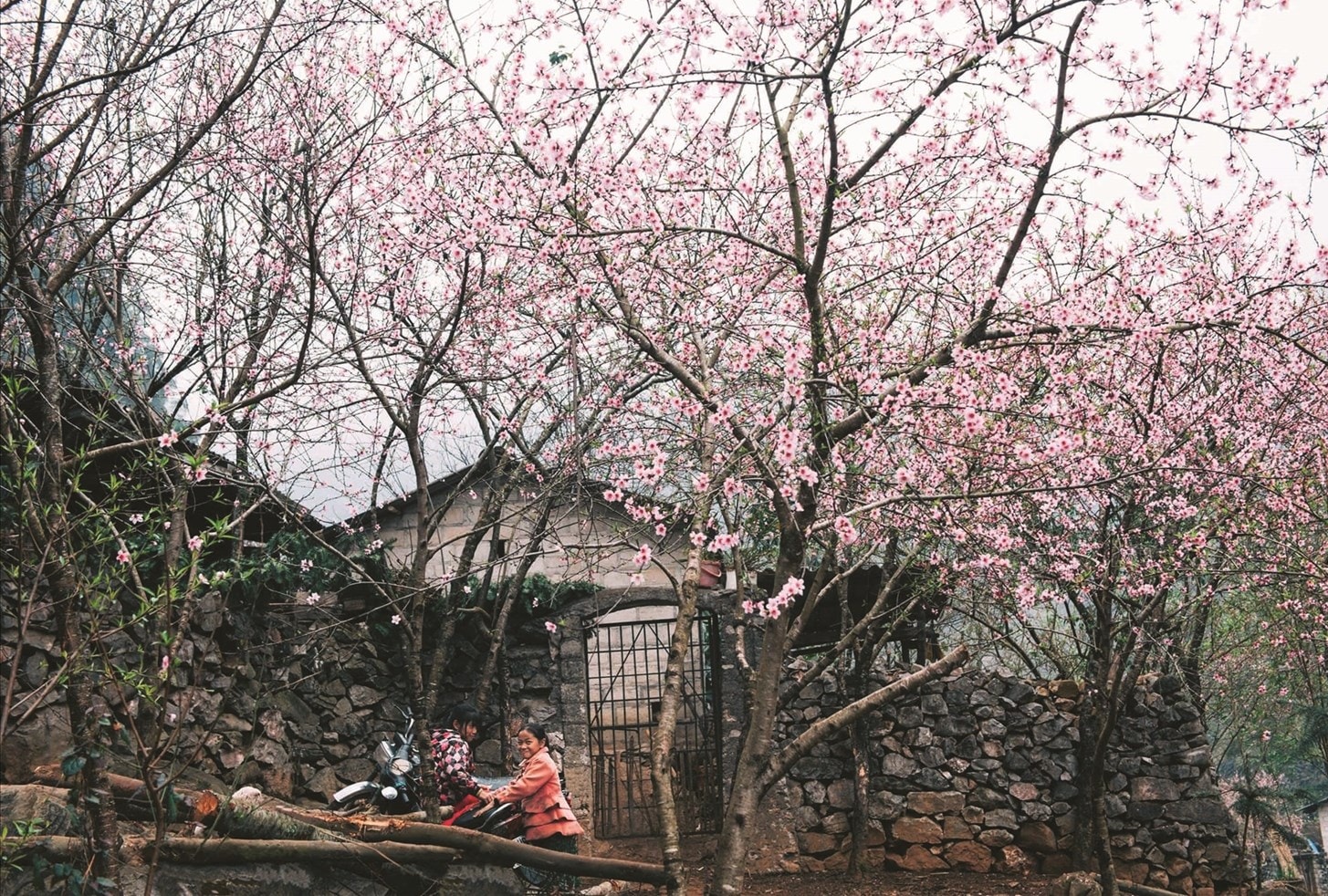 Xuân về trên vùng cao núi đá Hà Giang. (Ảnh TL) Xuân về trên vùng cao núi đá Hà Giang. (Ảnh TL)