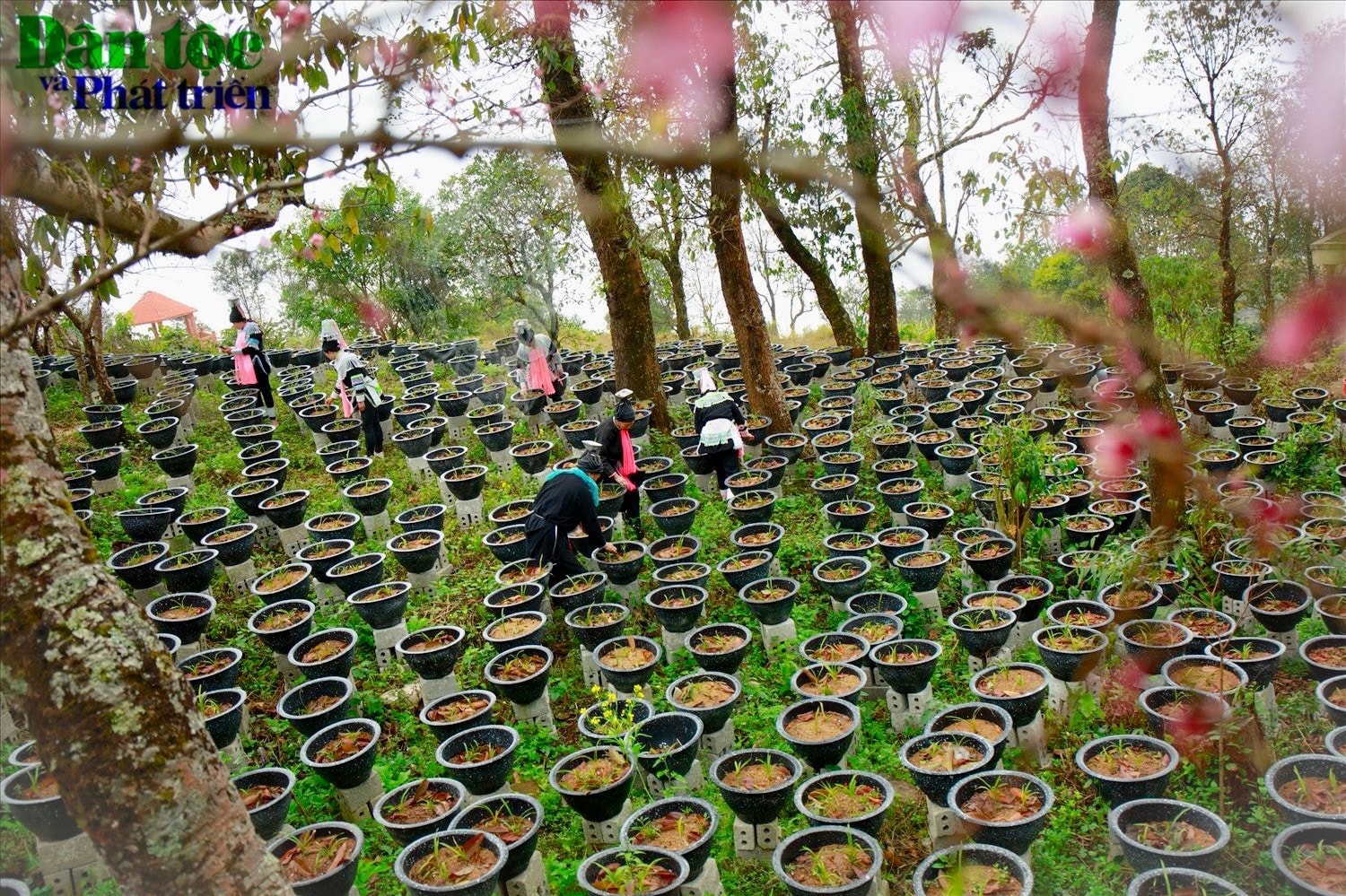 Bà con người Dao đang nhân giống địa lan, loài hoa đẹp ưa khí hậu vùng này, hứa hẹn nâng cao thu nhập, cải thiện đời sống cho cho bà con