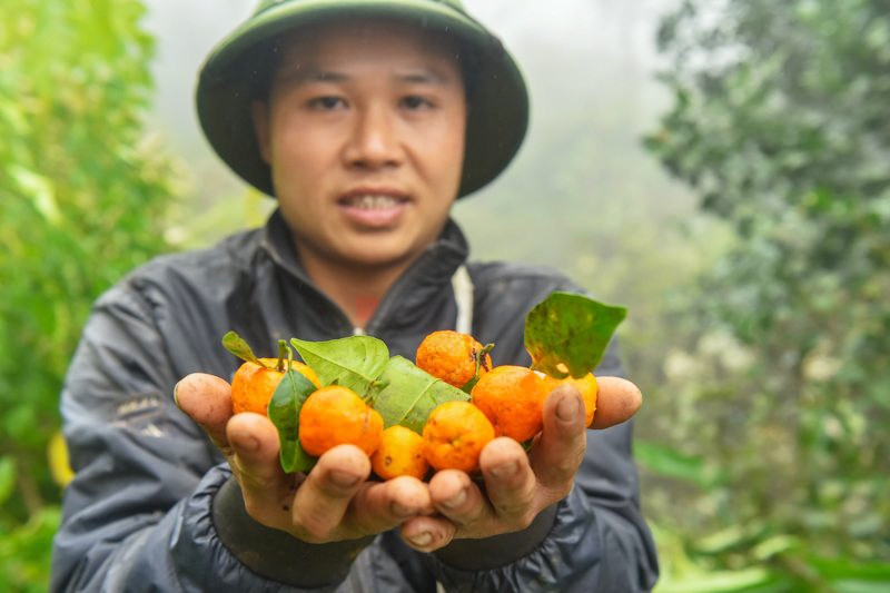 Anh Ngân Văn Chàng dân tộc Mường, bản Pà Ban (xã Thành Sơn) cho biết, nhờ có cây quýt rừng mà năm nào gia đình anh cũng có cái Tết sung túc