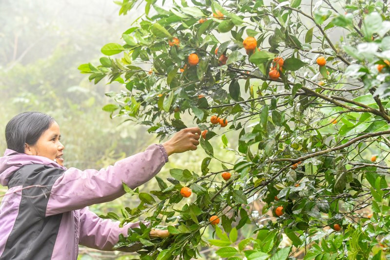 Chị Ngân Thị Phiều, dân tộc Mường, bản Pà Ban (xã Thành Sơn) cho biết, trong khu rừng nhà chị rộng vài ha có rất nhiều cây quýt mọc tự nhiên. Loại cây này có từ khi nào chị cũng không biết rõ, chị chỉ biết rằng lớn lên đã thấy