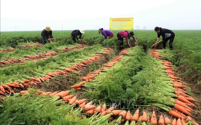 Nông dân xã Đức Chính, huyện Cẩm Giàng thu hoạch cà rốt. Nông dân xã Đức Chính, huyện Cẩm Giàng thu hoạch cà rốt.