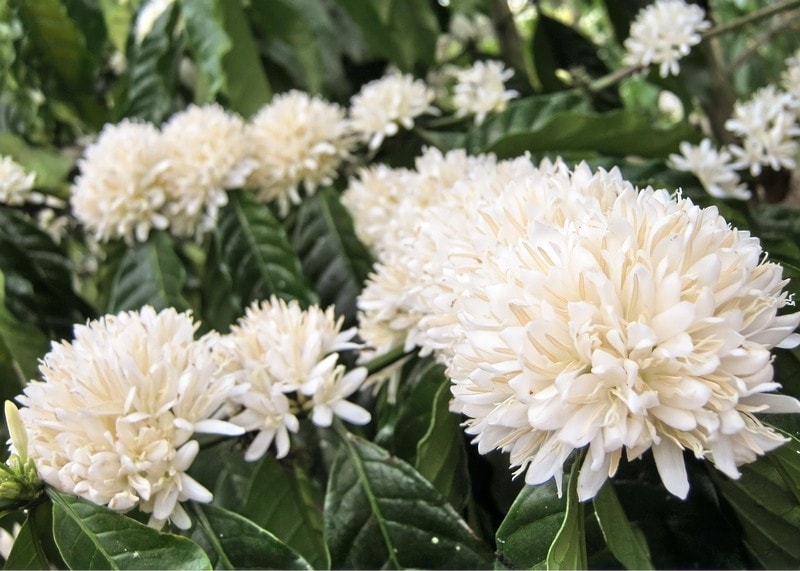 Từ tháng 2 đến tháng 4 dương lịch hàng năm là mùa của riêng hoa cà phê. Hoa cà phê nở rộ từng đợt kéo dài từ 7 – 10 ngày