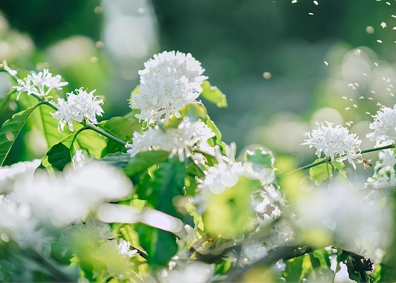Sáng sớm tinh mơ, khi những giọt sương còn vương là thời điểm thích hợp để có cho mình 1 tấm ảnh đẹp