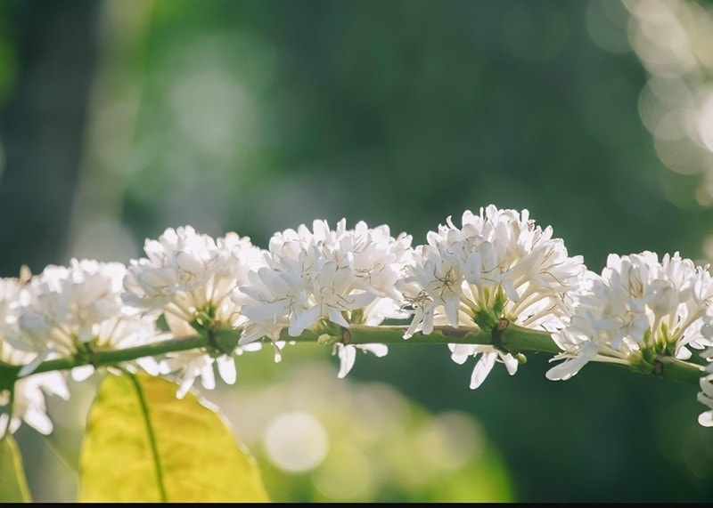 Nhìn từ phía xa giống như những bông tuyết trĩu nặng trên cành mà mùi hương ngọt ngào sâu đậm đến khó tả