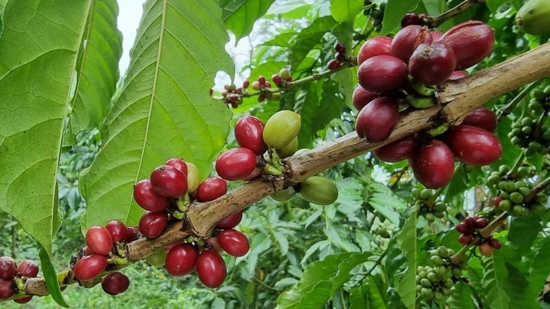 Hương sắc hoa cà phê là một nét đẹp đặc trưng của vùng đất đỏ bazan, sắc trắng tuyệt đẹp, hương thơm ngọt ngào tô thêm sắc thắm, đem lại cái hồn cho Tây Nguyên vào mùa hoa cà phê