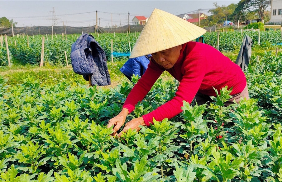 Những chủ vườn chăm hoa để phục vụ Tết
