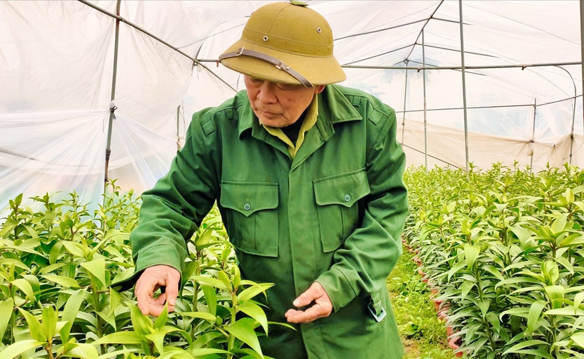 Người trồng hoa chăm chút cho từng khóm khoa