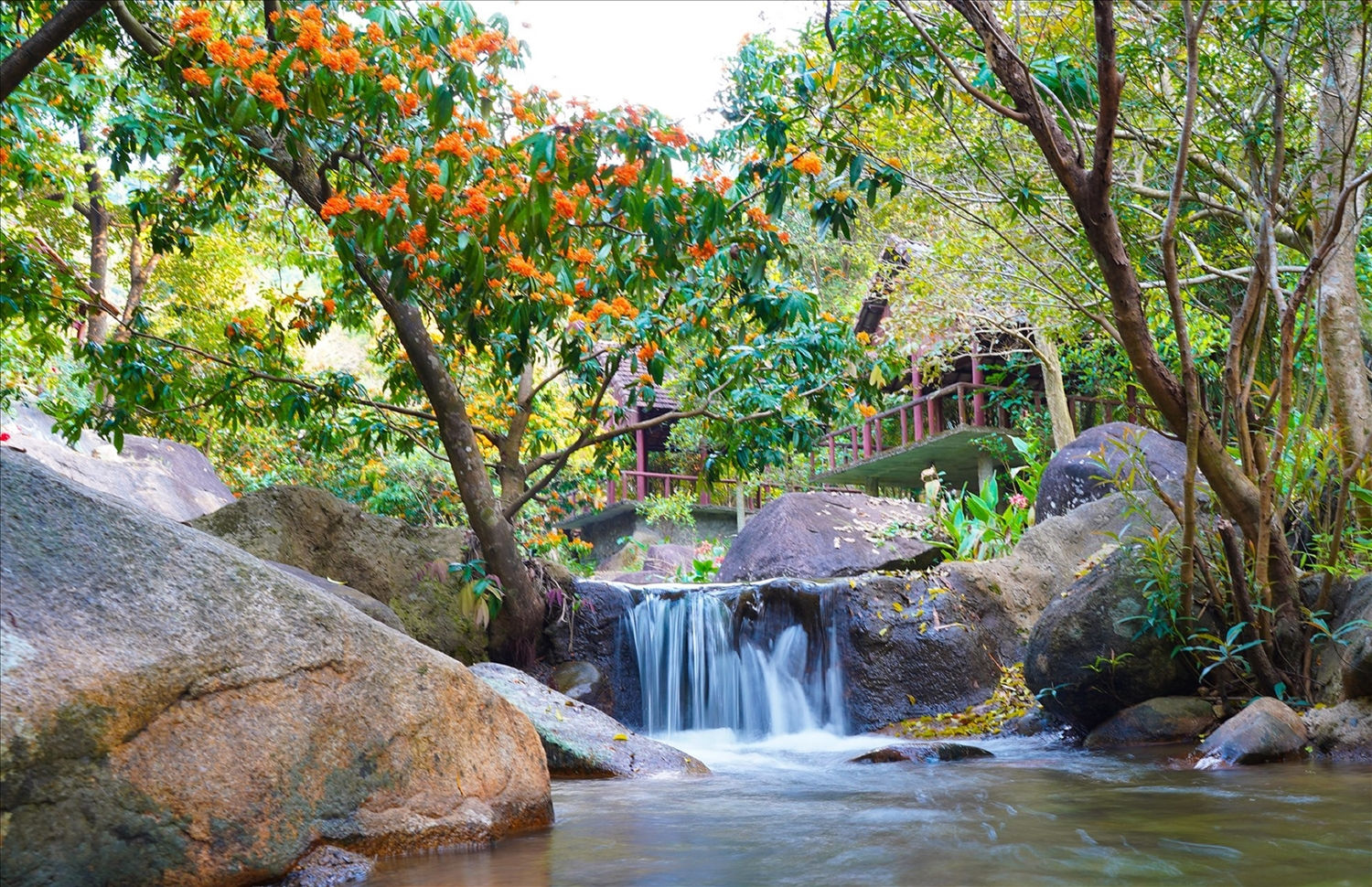 Hoa rì rừng đã trổ bông bên suối.
