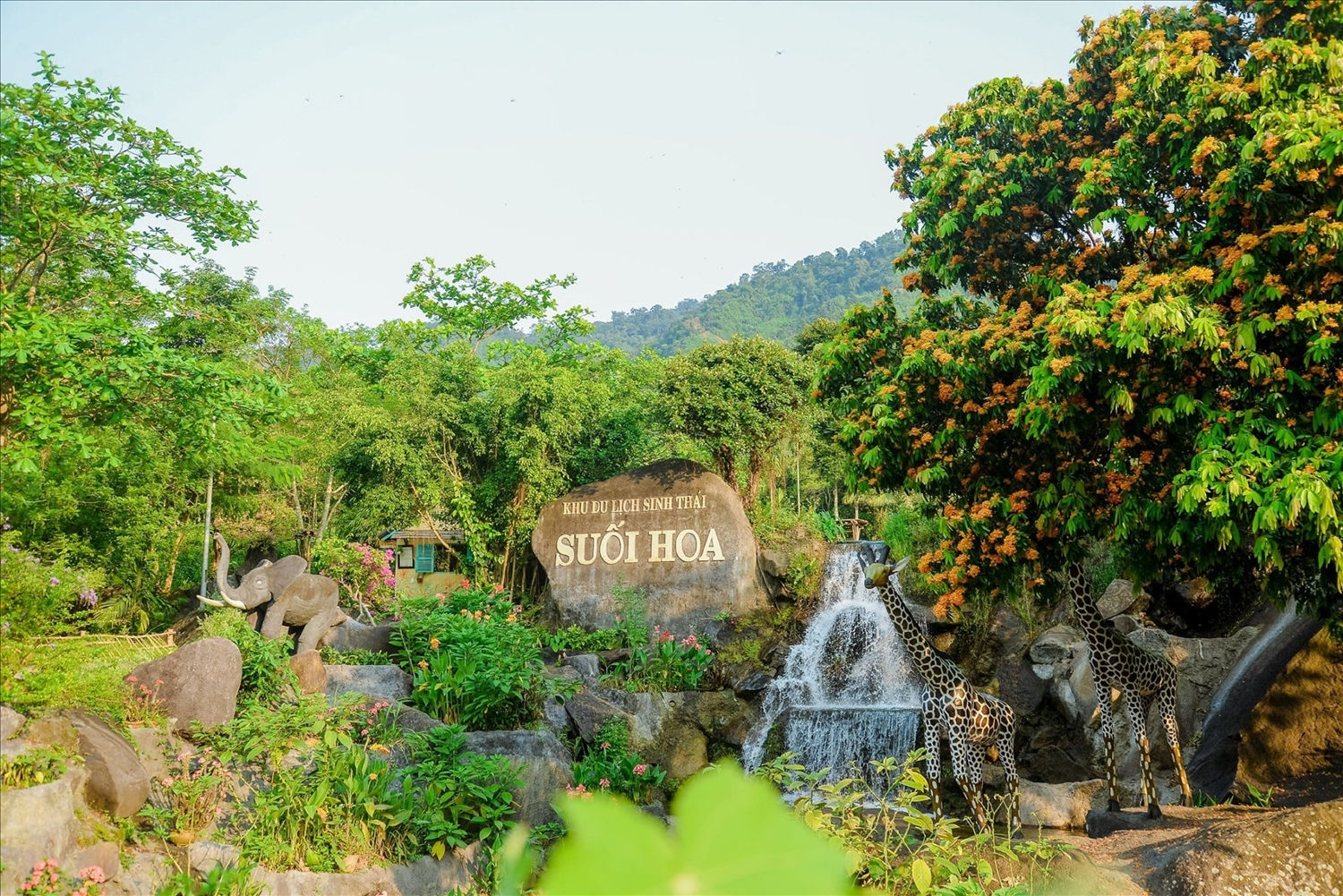Hoa rì rừng nở bên suối ở làng du lịch cộng đồng Toom Sara thuộc khu du lịch sinh thái Suối Hoa