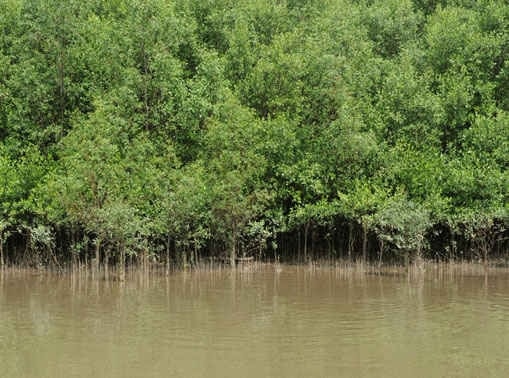 Tăng cường phát triển hệ sinh thái rừng ngập mặn để ứng phó với BĐKH ở vùng ven biển miền Bắc Tăng cường phát triển hệ sinh thái rừng ngập mặn để ứng phó với BĐKH ở vùng ven biển miền Bắc