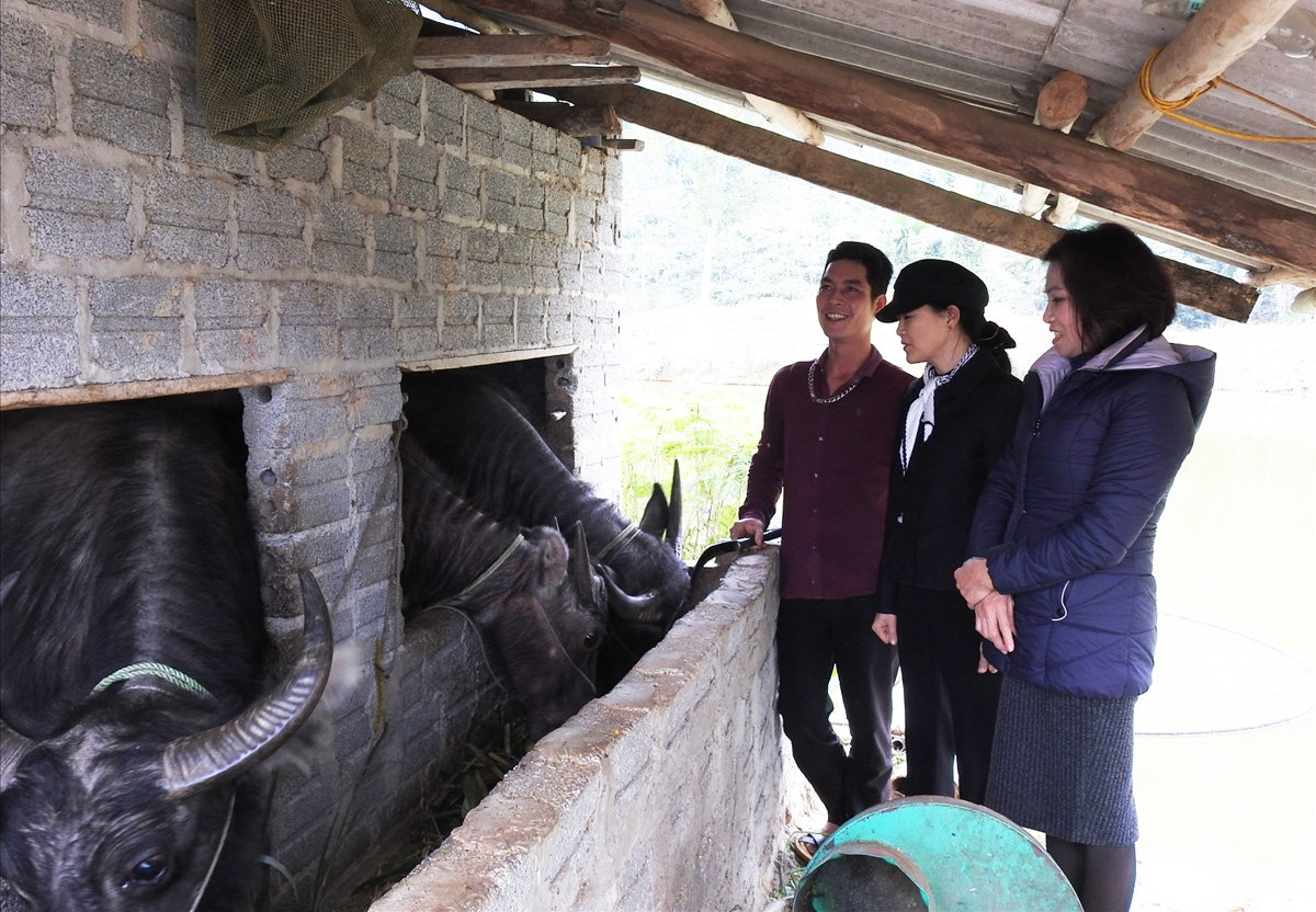 Trâu, bò phải được chăm sóc, giữ ấm tốt thì sẽ khỏe mạnh và ít bị ảnh hưởng rét hơn