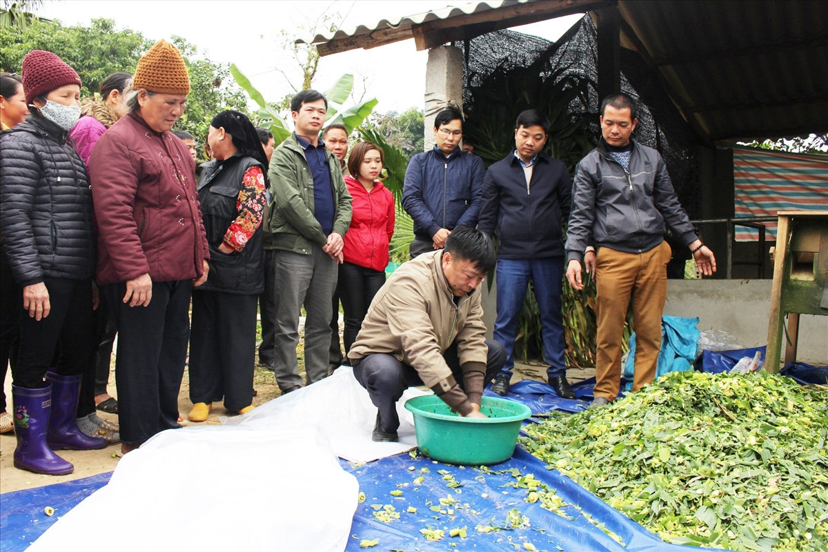 Cán bộ khuyến nông hướng dẩn ủ chua thức ăn để phòng chống đói rét cho trâu, bò