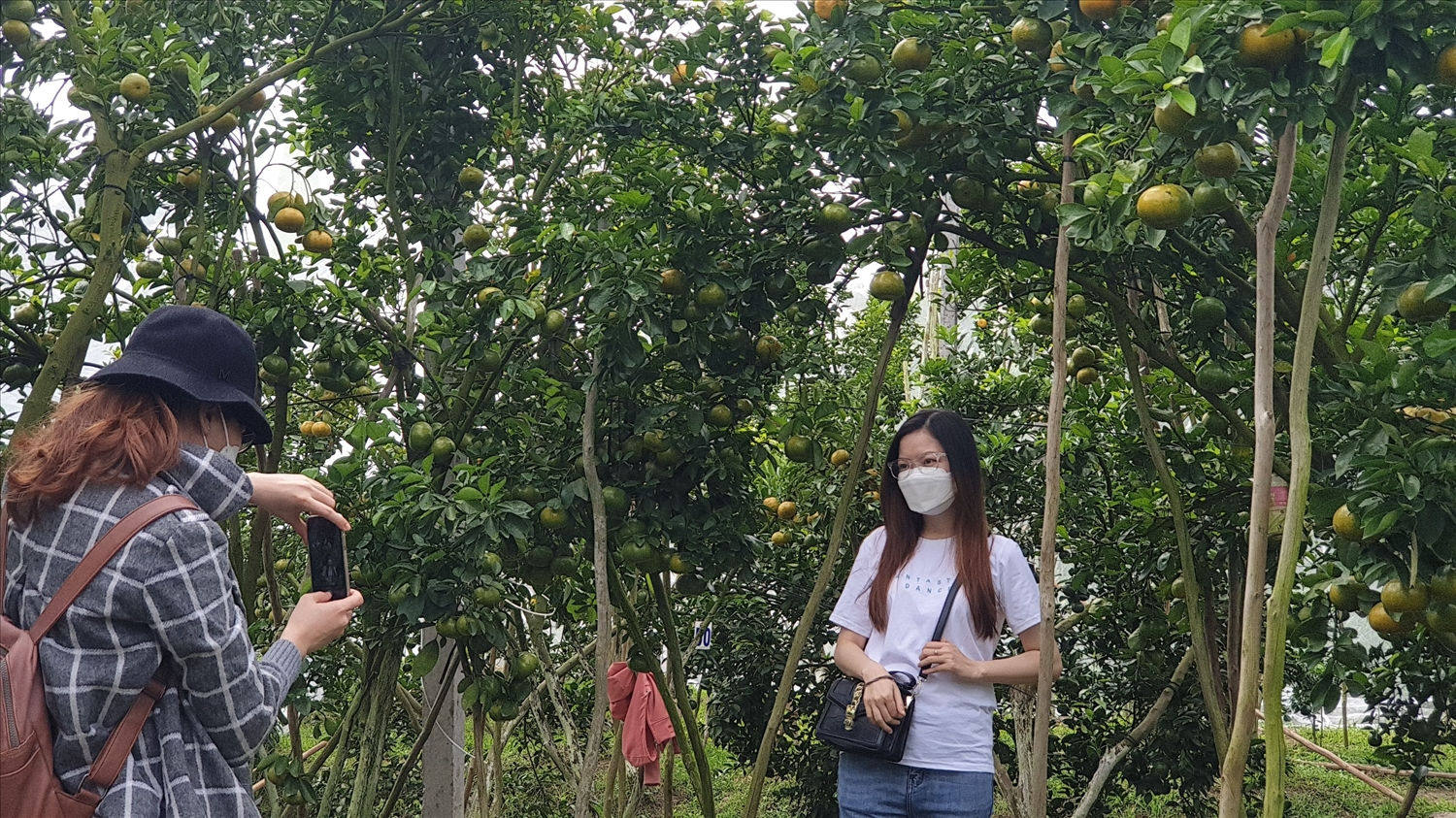 Khách tham quan chụp ảnh tại vườn quýt hồng