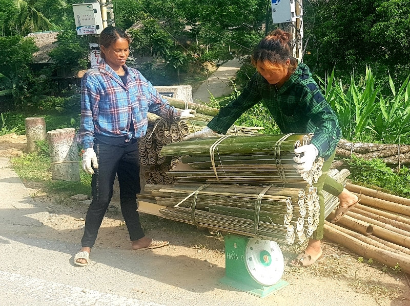Do ảnh hưởng của đại dịch Covid-19, hiện cây vầu với giá thu mua giảm từ 230 ngàn đồng xuống còn 180 ngàn đồng/tạ