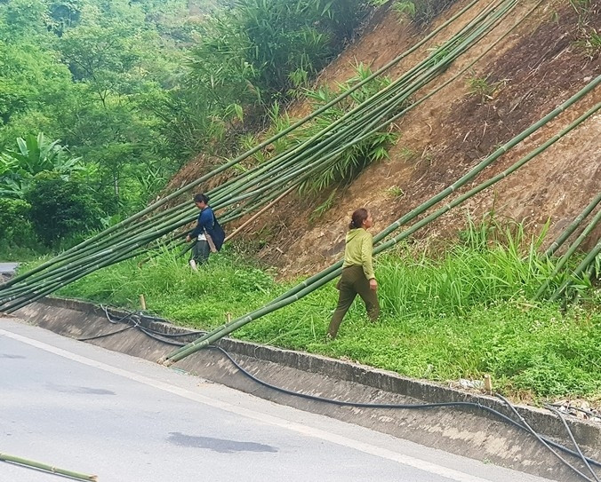  Người dân mong dịch bệnh sớm qua đi, để hồi phục ngành hàng lâm sản này, giúp bà con trồng vầu và cả những thương lái đỡ khó khăn hơn