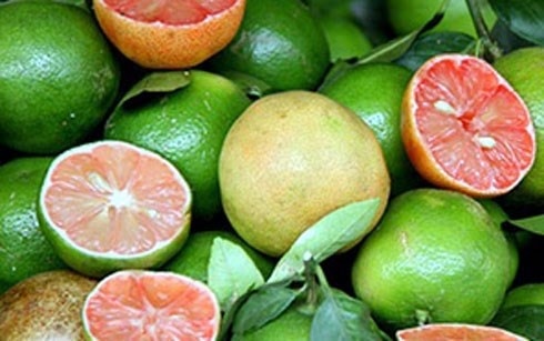 Kỹ thuật trồng và chăm sóc chanh đào cho năng suất cao 1