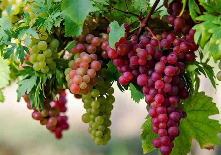 Những loại trái cây nào giúp hạ sốt tốt nhất? 4